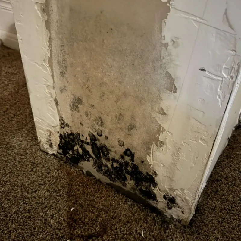 Professional Mold Removal in Oakland, NE